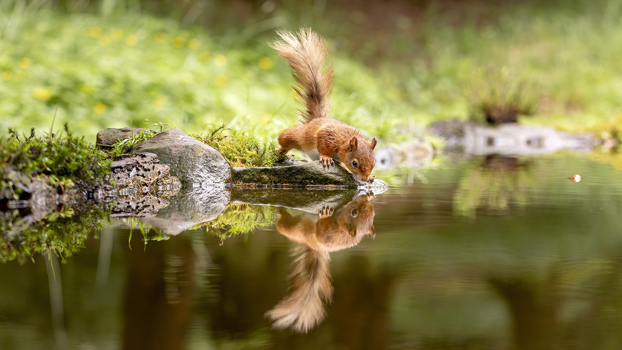 Photographing Red Squirrels a How to guide