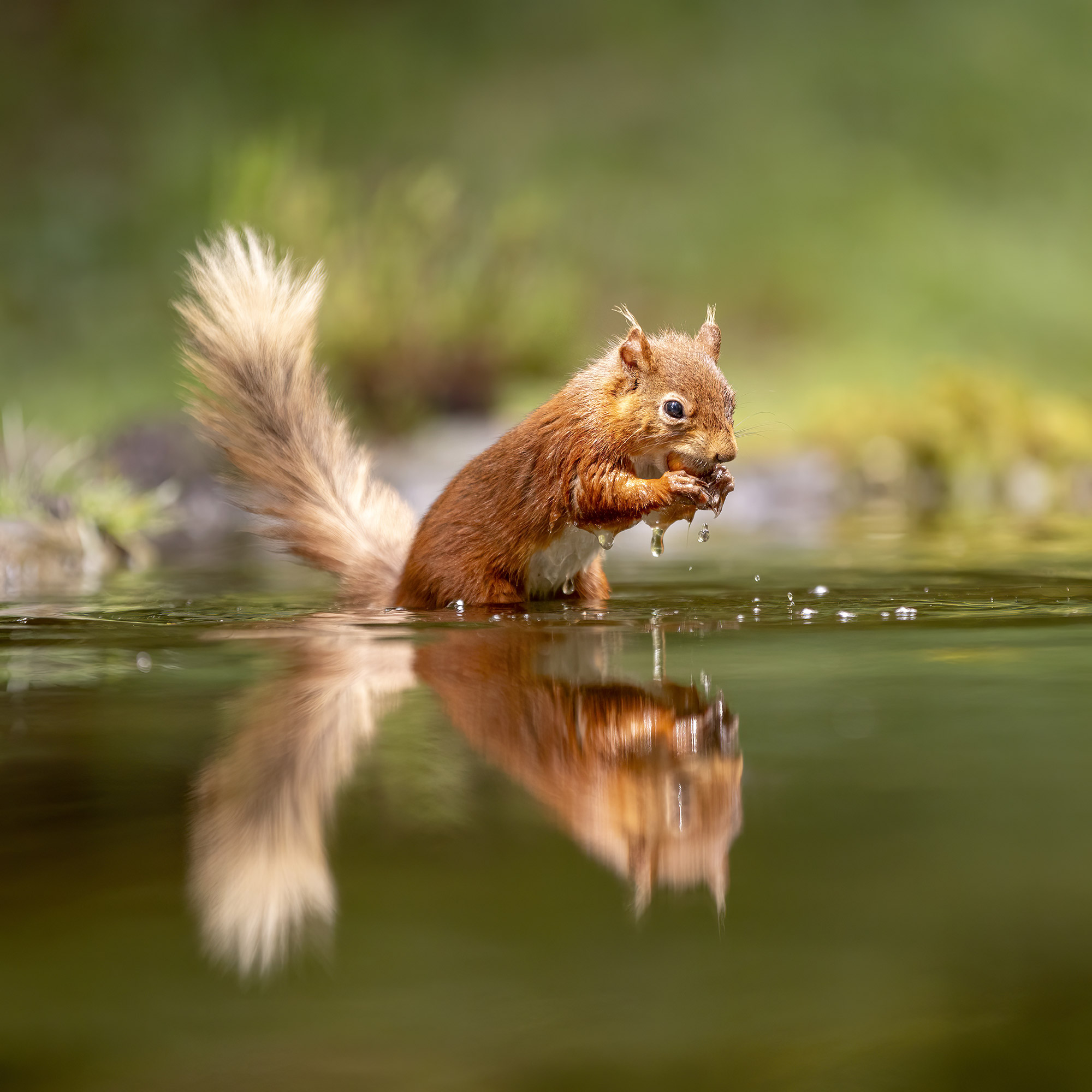 Photographing Red Squirrels