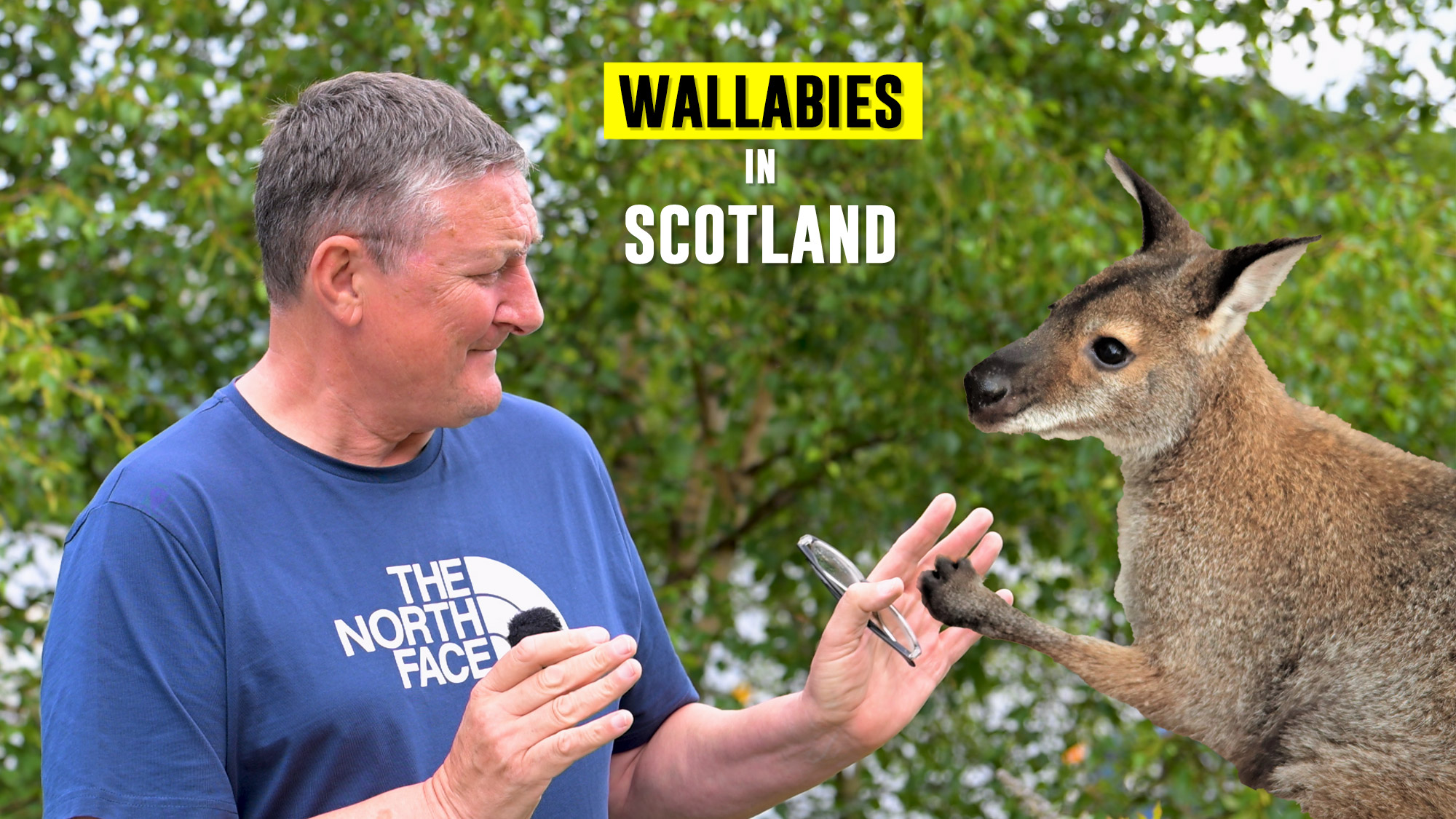 Wallabies in Scotland The island of Inchconnachan