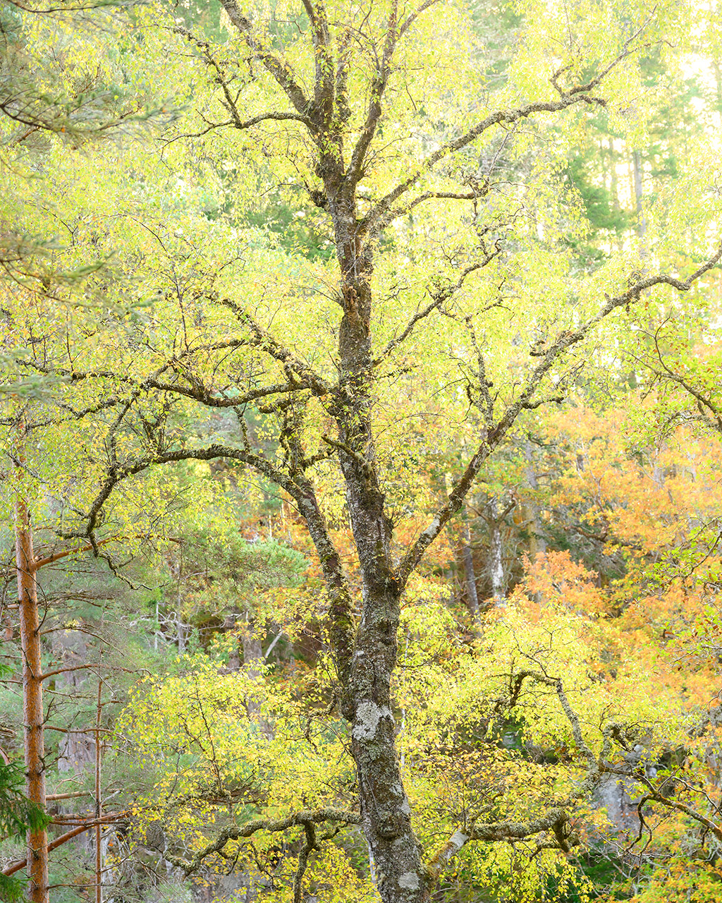 Scottish Highlands Woodland Photography Invergarry Woodland Photography