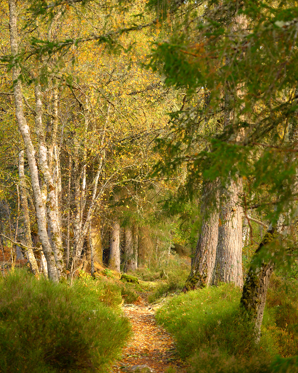 Invergarry Woodland Photography