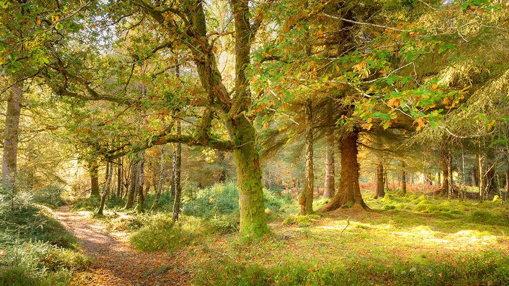 Woodland Photography Scotland Invergarry Woodland Photography Scotland - Invergarry Scottish Highlands
