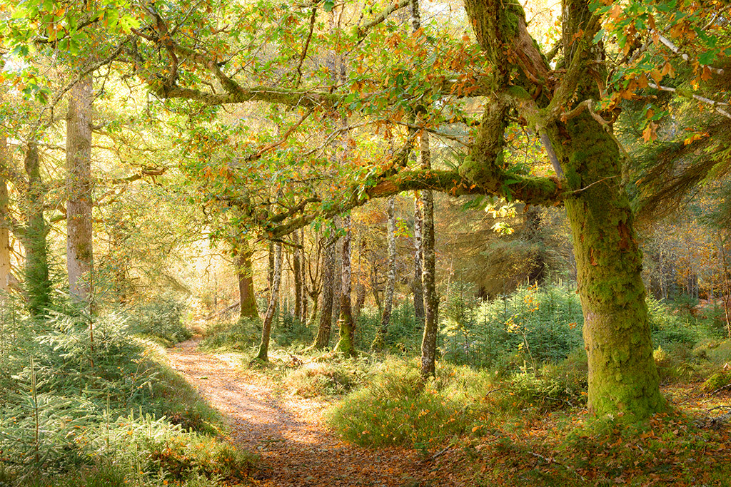 Glengarry Forest Photography Woodland Photography Scotland - Invergarry Woodland Photography