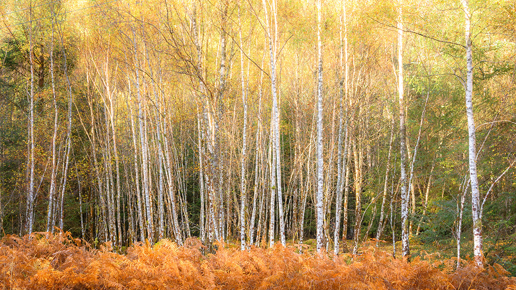 Invergarry Scottish Highlands - Woodland Photography Scotland Woodland Photography Scotland - Invergarry Scottish Highlands
