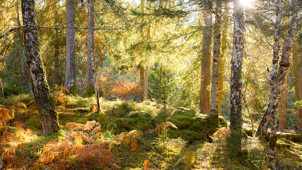 Woodland Photography Scotland Woodland Photography Scotland at Invergarry