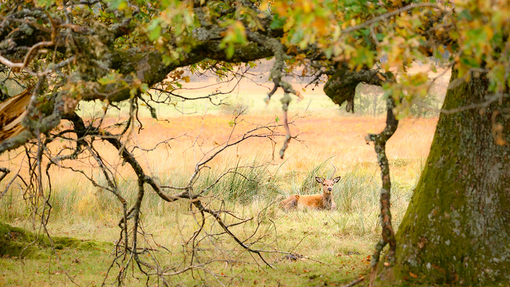 Invergarry Woodland Photography Woodland Photography Scotland - Glengarry Forest Photography
