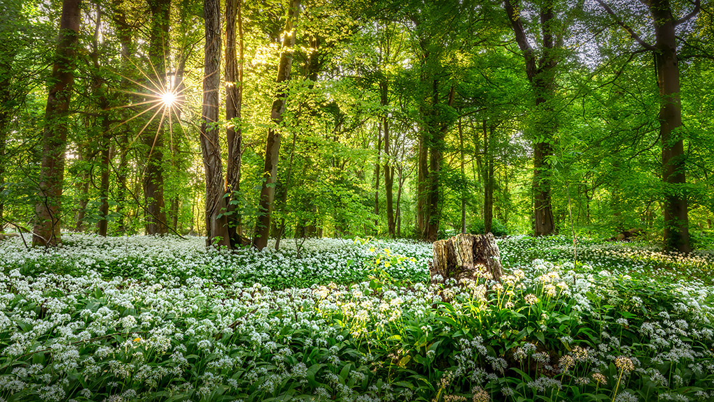 Wild Garlic Woodland Photography