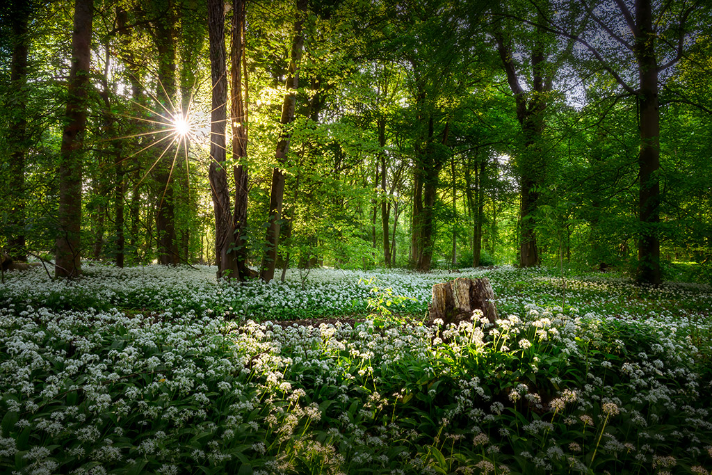 Woodland Photography – Photographing the Magic of Ancient Woods