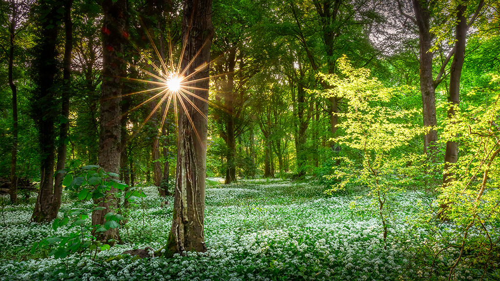Wild Garlic Woodland Photography