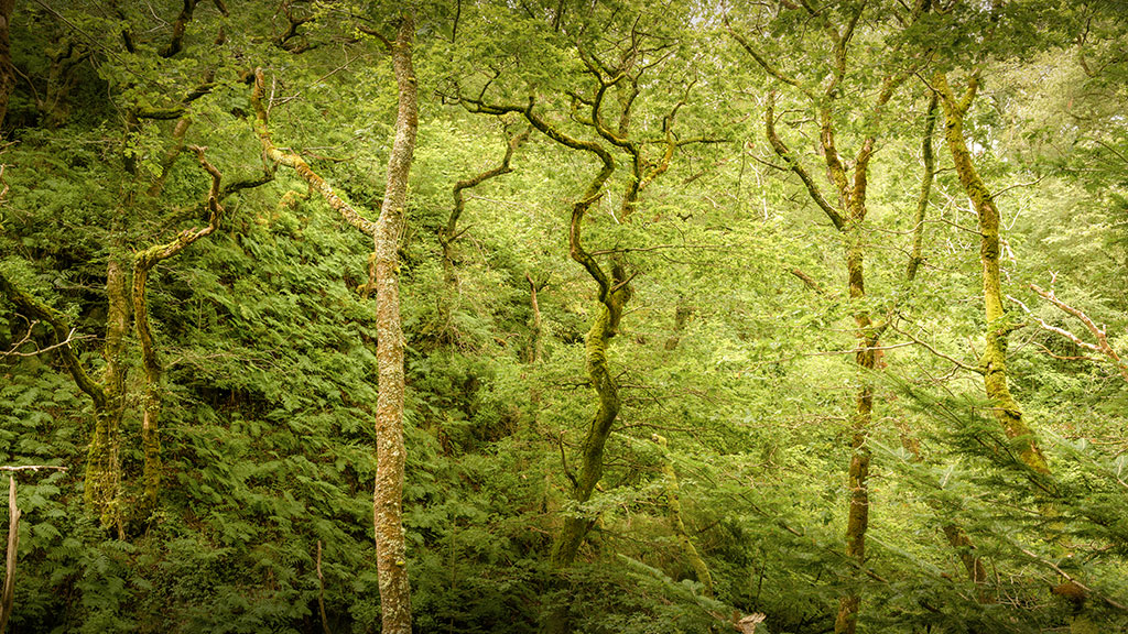 Nant Gwernol Woods Nant Gwernol Woodlands