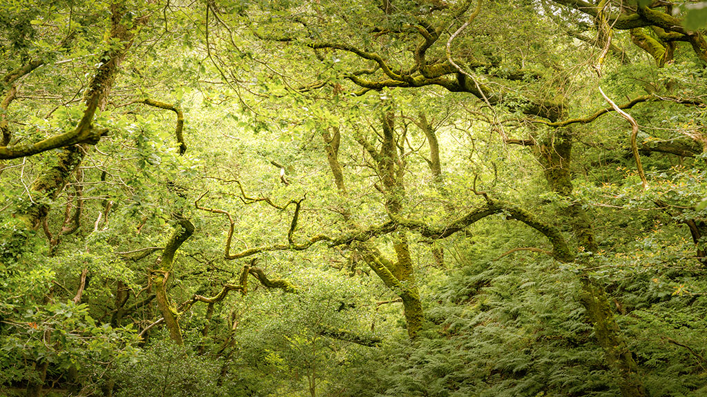 Woodland Photography Tips Photography Tips for woodland photography