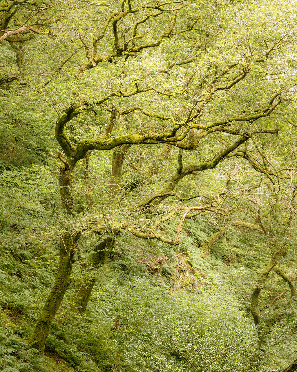 Tips for Woodland Photography Woodland Photography