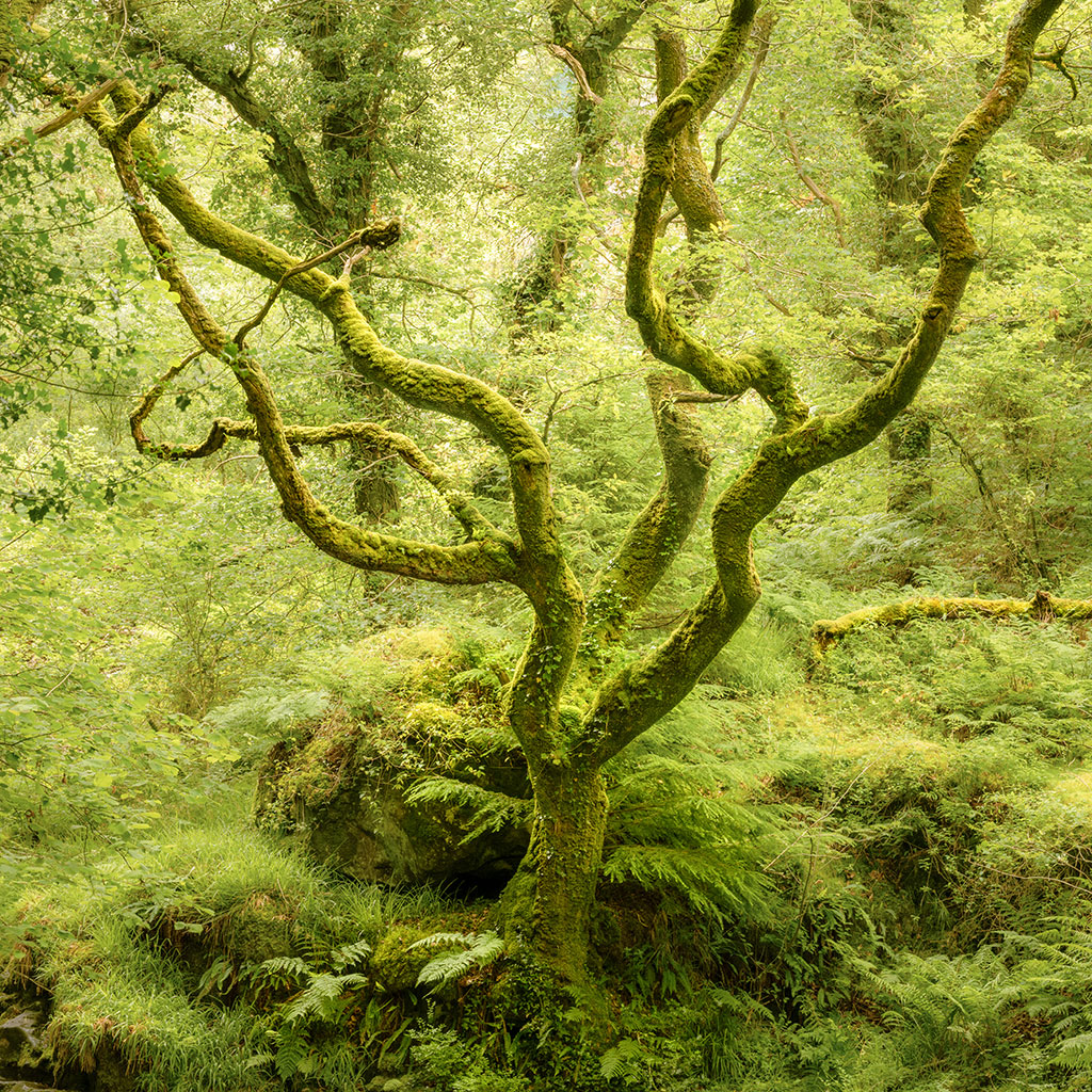 Woodland Photography Tips