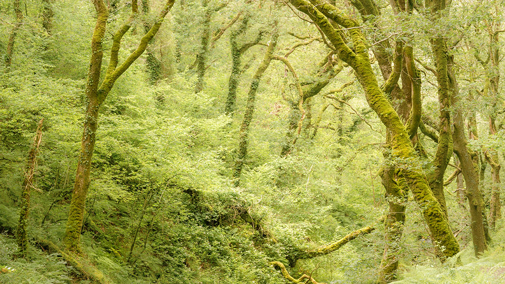 Photography Tips for woodland photography Woodland Photography Tips