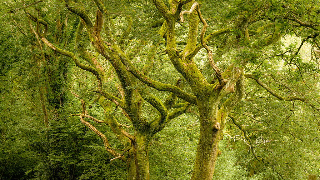 Woodland Photography in Wales Woodland Photography Wales